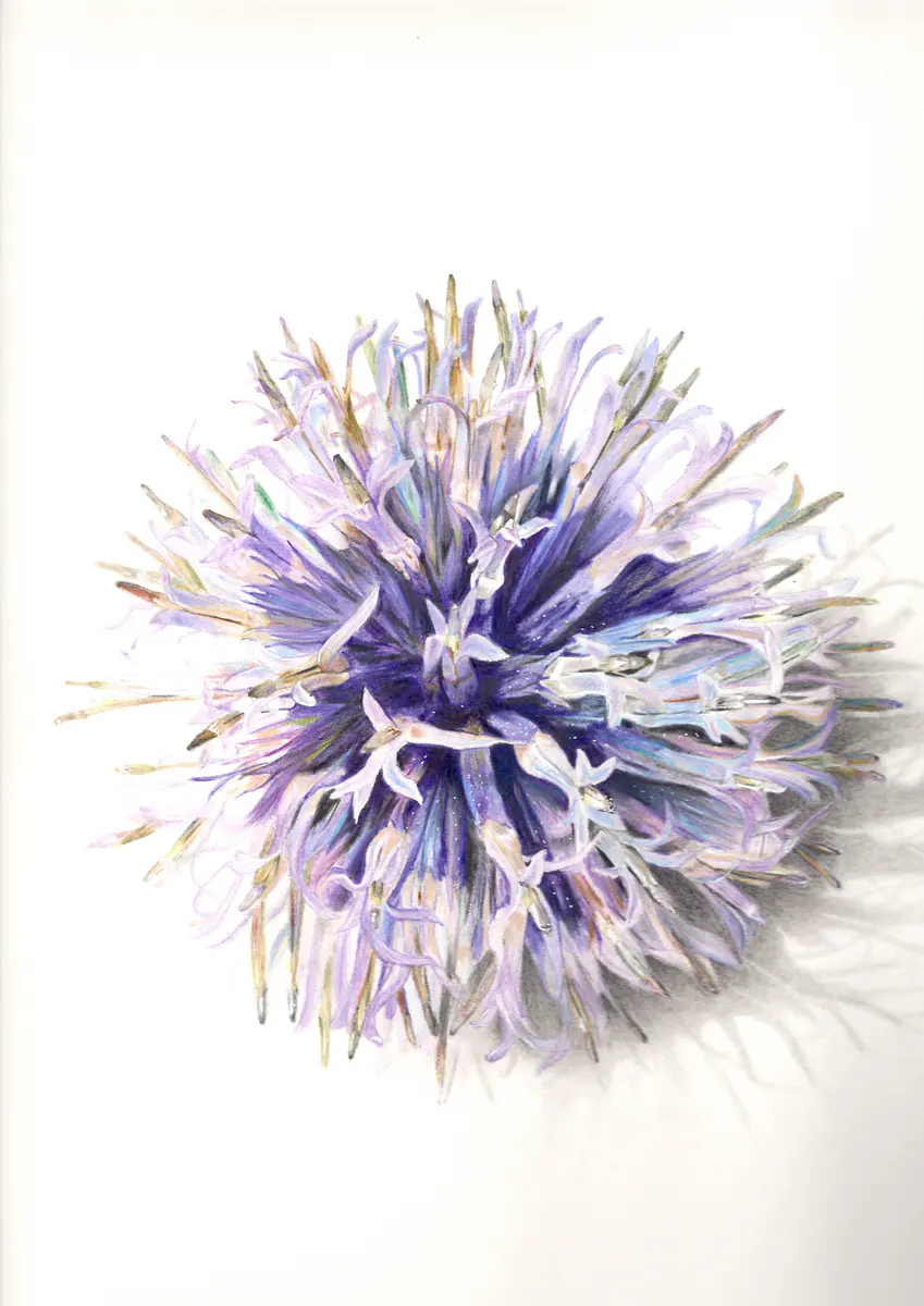 Tidselkugle - Blyerts - Figurative - 27×42 cm av Flor Zambrano (såld)