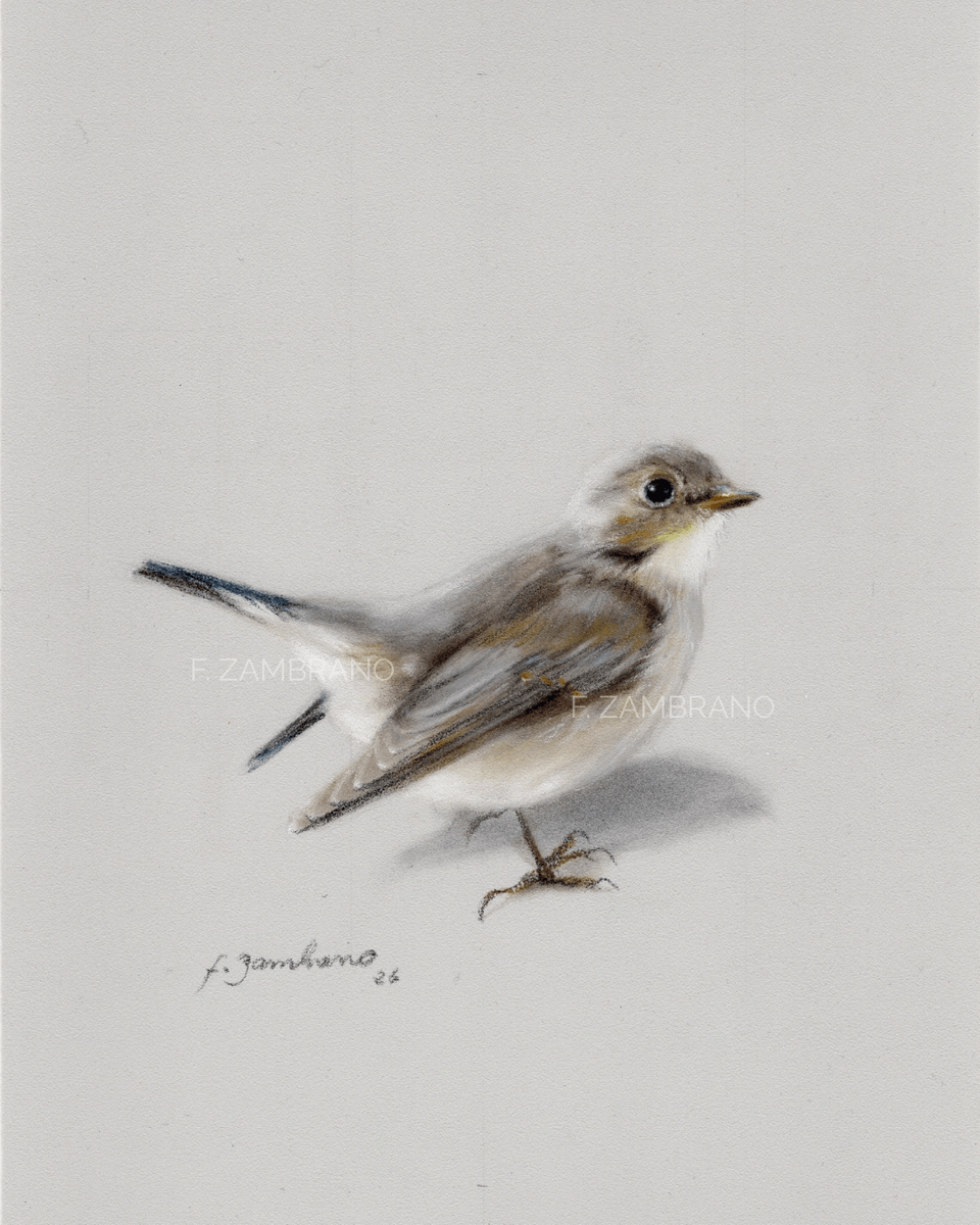 Gærdesmutte (Eurasian Wren), Nordic Bird in Soft Pastel - Pastell - Realism - 18×21 cm av Flor Zambrano