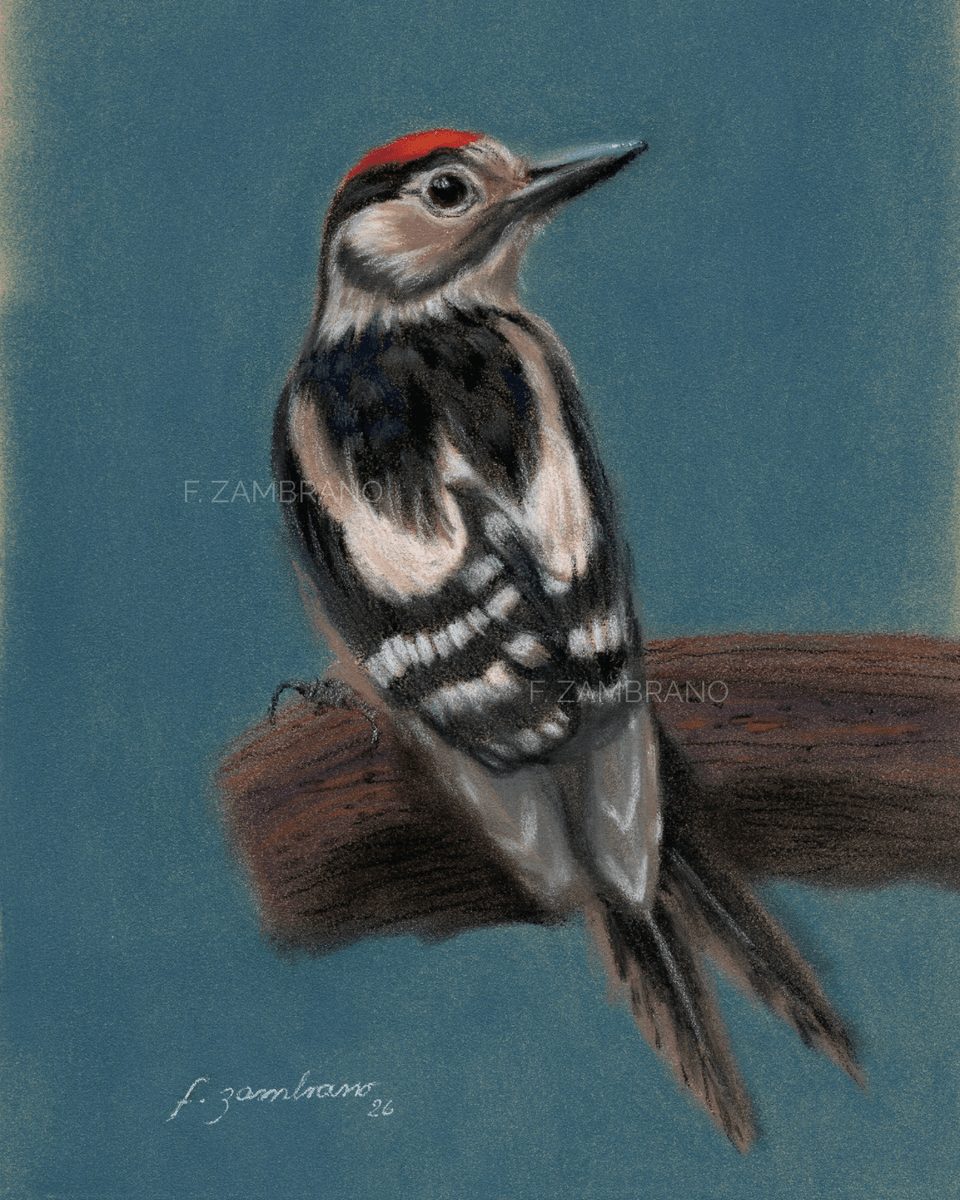 Nordic Woodpecker in Pastel - Pastell - Figurative - 14×21 cm av Flor Zambrano