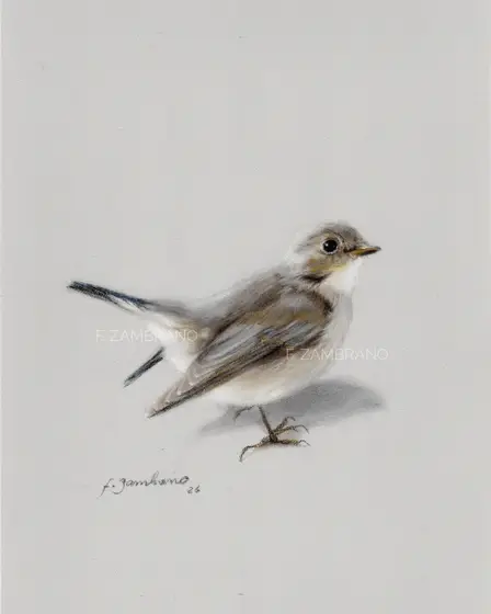Gærdesmutte (Eurasian Wren), Nordic Bird in Soft Pastel - Pastell av Flor Zambrano